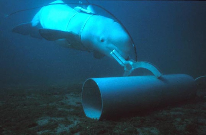 Illustration for article titled Hamas Says It Has Captured An Israeli Spy Dolphin Off The Coast Of Gaza